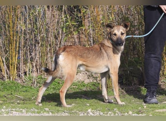 ❗️CINDY ❤️ hat ein Zuhause verdient ❗️