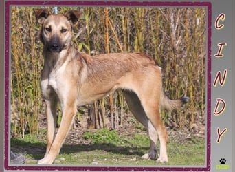 ❗️CINDY ❤️ hat ein Zuhause verdient ❗️