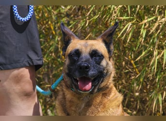 Unsere sanfte VIOLETA ❤️ will das Tierheim verlassen