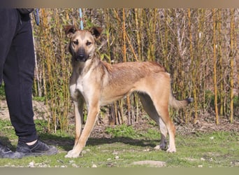 ❗️CINDY ❤️ hat ein Zuhause verdient ❗️