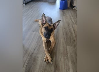 Fönix aktiver Mali Mix