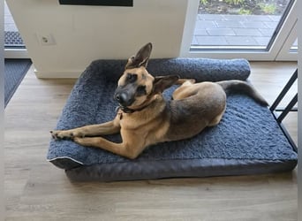 Fönix aktiver Mali Mix