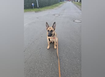 Fönix aktiver Mali Mix