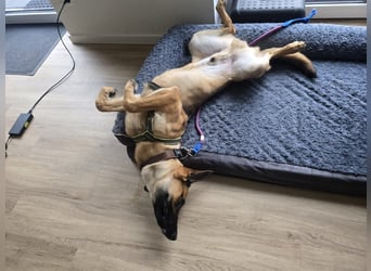 Fönix aktiver Mali Mix