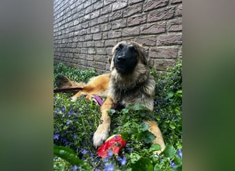 TUTU, süßes Mali-Mix-Mädchen, 1 Jahr, 45 cm, Pflegestelle Duisburg, Tierschutz Rumänien