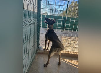 Notfall? Mali Hündin LU sucht ZH oder PS❤️