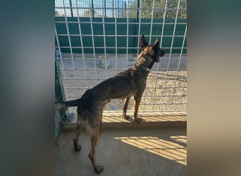 Notfall? Mali Hündin LU sucht ZH oder PS❤️