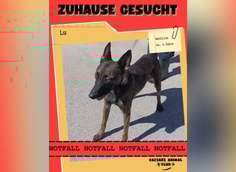 Notfall? Mali Hündin LU sucht ZH oder PS❤️