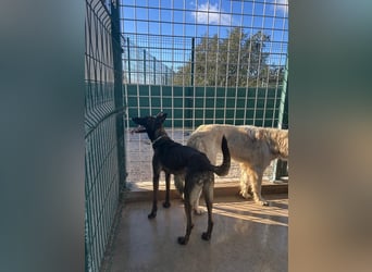 Notfall? Mali Hündin LU sucht ZH oder PS❤️