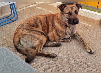 ❤️ Ein lieber, sensibler Hund sucht sein Für-immer-Zuhause