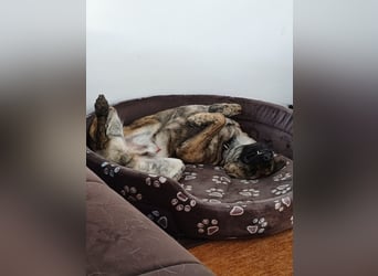 ❤️ Ein lieber, sensibler Hund sucht sein Für-immer-Zuhause