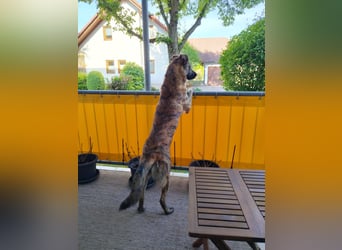 ❤️ Ein lieber, sensibler Hund sucht sein Für-immer-Zuhause