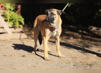 Pepper: Süßer Welpe braucht erfahrene Menschen