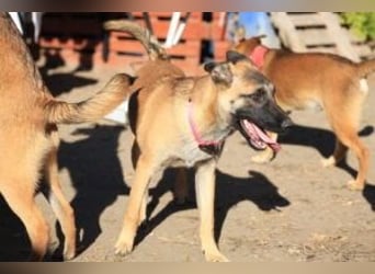 Pepper: Süßer Welpe braucht erfahrene Menschen