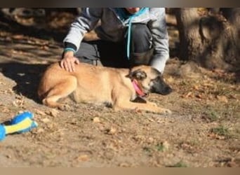 Pepper: Süßer Welpe braucht erfahrene Menschen