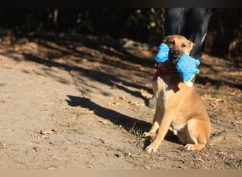 Welpe Coby: Sucht erfahrene Hundebesitzer