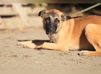 Pepper: Süßer Welpe braucht erfahrene Menschen