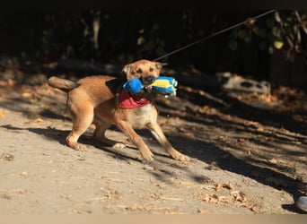 Welpe Coby: Sucht erfahrene Hundebesitzer