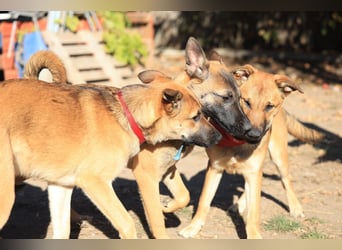 Welpe Coby: Sucht erfahrene Hundebesitzer