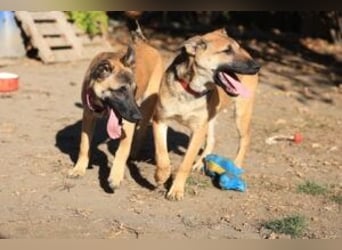 Welpe Lemmi: Möchte in eine hundeerfahrene Familie