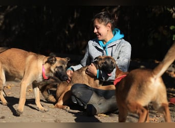 Welpe Coby: Sucht erfahrene Hundebesitzer