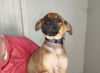 Welpe Lemmi: Möchte in eine hundeerfahrene Familie