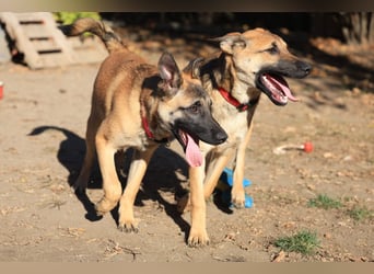 Welpe Coby: Sucht erfahrene Hundebesitzer