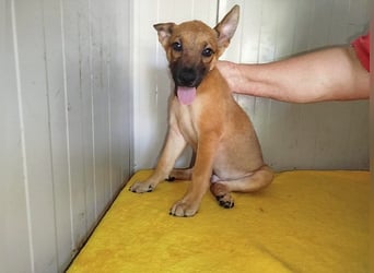 Welpe Coby: Sucht erfahrene Hundebesitzer