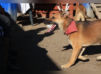 Welpe Coby: Sucht erfahrene Hundebesitzer