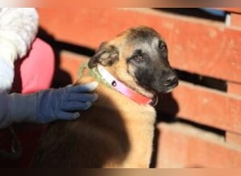 Pepper: Süßer Welpe braucht erfahrene Menschen