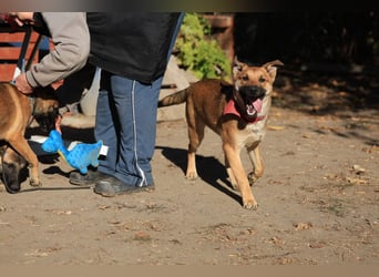 Welpe Coby: Sucht erfahrene Hundebesitzer