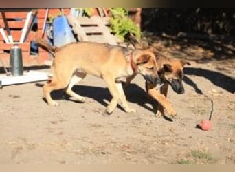 Welpe Lemmi: Möchte in eine hundeerfahrene Familie