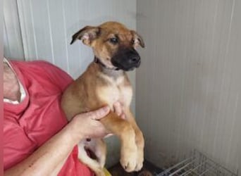 Welpe Lemmi: Möchte in eine hundeerfahrene Familie