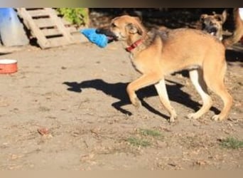 Welpe Lemmi: Möchte in eine hundeerfahrene Familie
