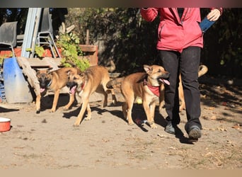 Welpe Coby: Sucht erfahrene Hundebesitzer