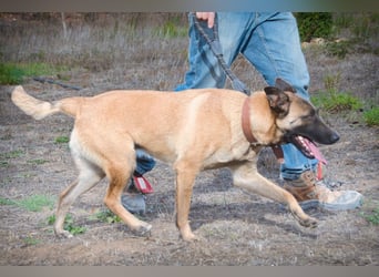 Lady – eine Gefährtin mit Herz