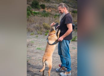 Lady – eine Gefährtin mit Herz