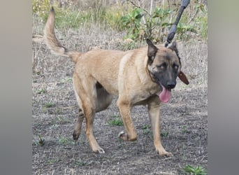 Lady – eine Gefährtin mit Herz