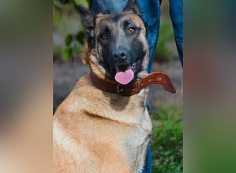 Lady – eine Gefährtin mit Herz