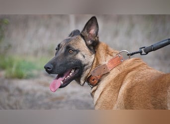 Lady – eine Gefährtin mit Herz