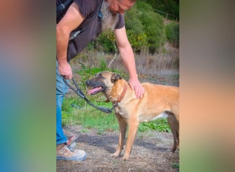 Lady – eine Gefährtin mit Herz