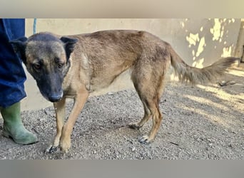 Kene - lässt sich gerne anfassen, lernwillig und freundlich