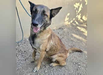 Kene - lässt sich gerne anfassen, lernwillig und freundlich