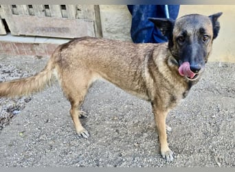 Kene - lässt sich gerne anfassen, lernwillig und freundlich