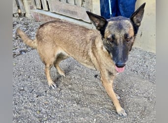 Kene - lässt sich gerne anfassen, lernwillig und freundlich