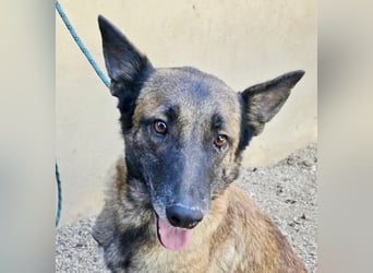 Kene - lässt sich gerne anfassen, lernwillig und freundlich