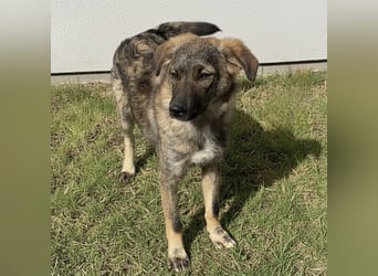 Uno ein braver lieber Hundebub