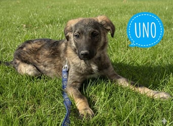 Uno ein braver lieber Hundebub