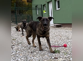Kiara eine verschmuste freundliche Hündin