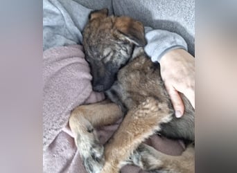 Uno ein braver lieber Hundebub